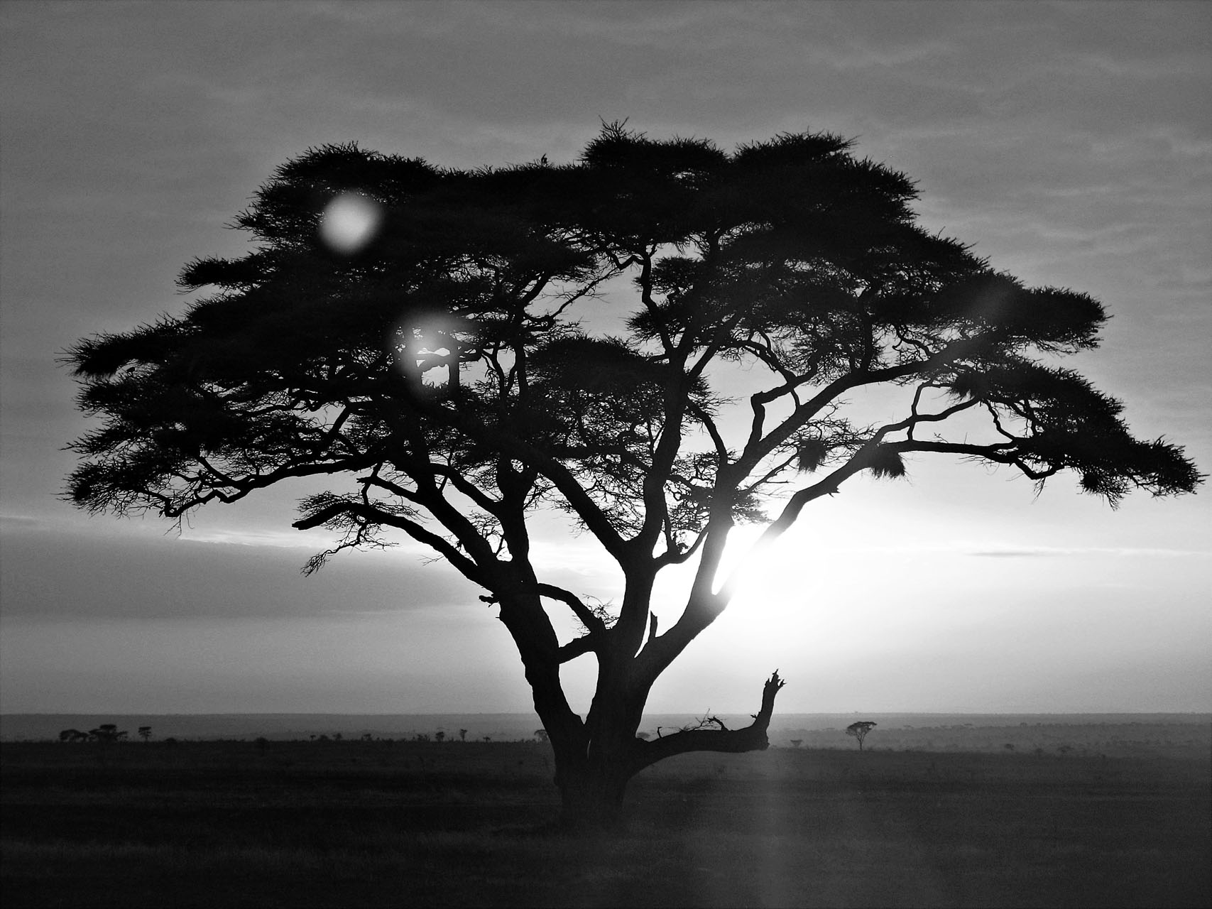 african tree outline